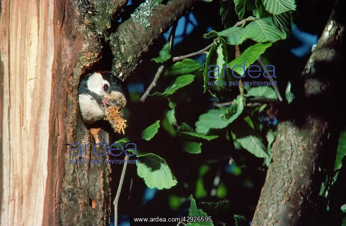 : Greater-spotted / Great-spotted Woodpecker - at nest : Greater-spotted / Great-spotted Woodpecker - at nest