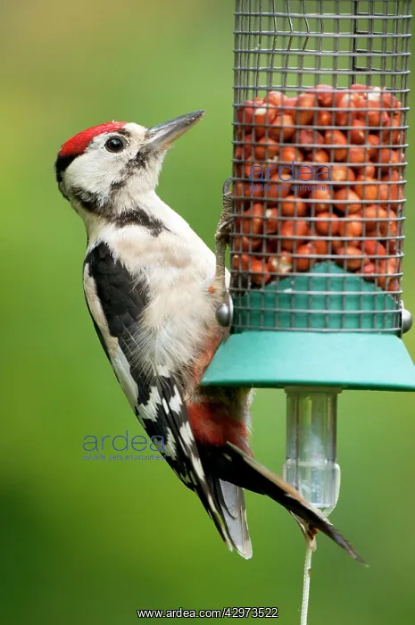 : Greater Spotted Woodpecker : Greater Spotted Woodpecker