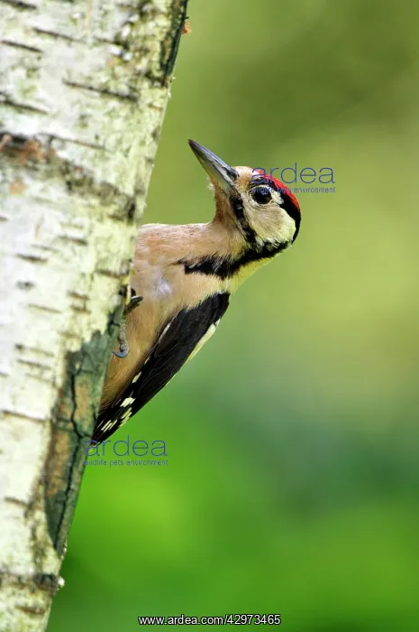 : Greater Spotted Woodpecker - juvenile male : Greater Spotted Woodpecker - juvenile male