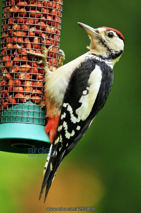 : Greater Spotted Woodpecker - juvenile male on feeder : Greater Spotted Woodpecker - juvenile male on feeder