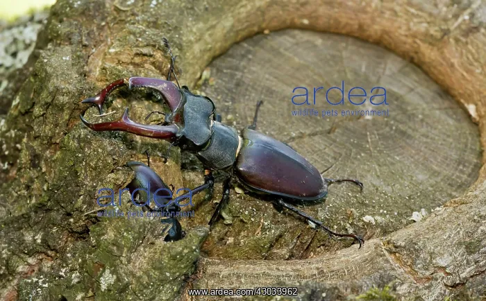 : Greater Stag Beetle male and female on old Oak Tree Romania : Greater Stag Beetle male and female on old Oak Tree Romania