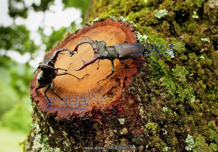 : Greater Stag Beetles - males interacting : Greater Stag Beetles - males interacting