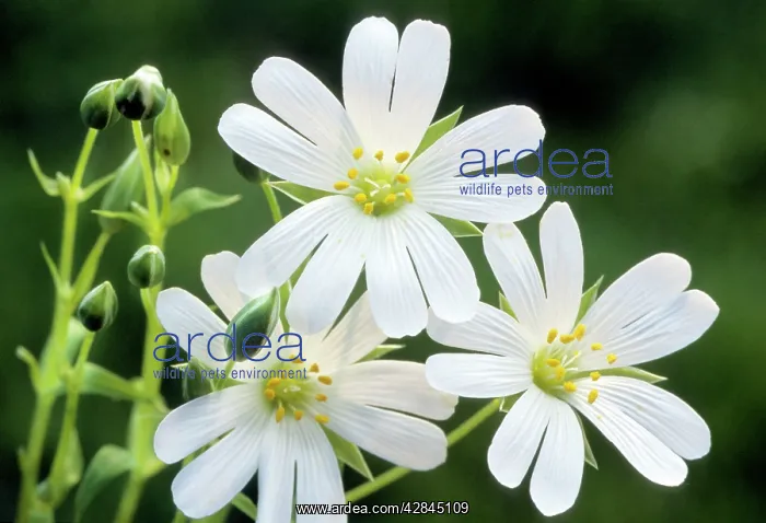: Greater Stichwort : Greater Stichwort