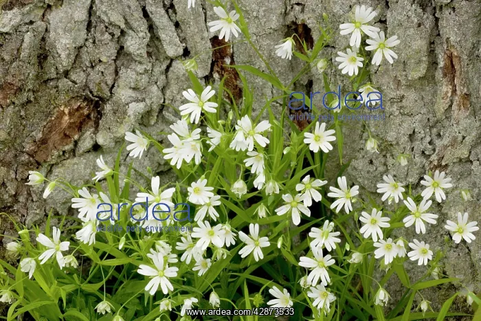 : Greater stitchwort : Greater stitchwort