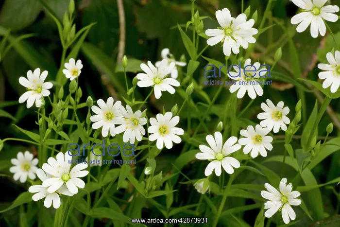 : Greater stitchwort : Greater stitchwort