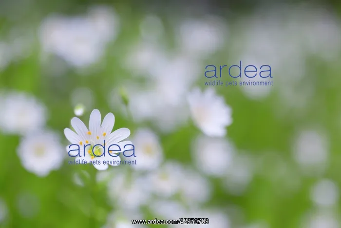: Greater Stitchwort : Greater Stitchwort