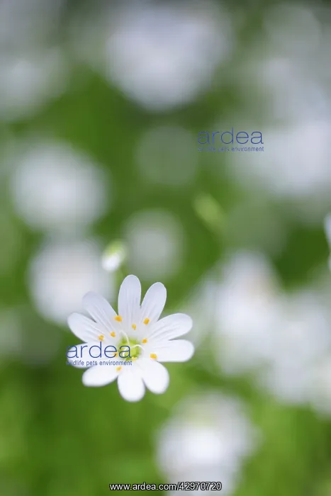 : Greater Stitchwort : Greater Stitchwort