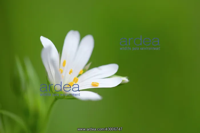  : Greater Stitchwort - in flower