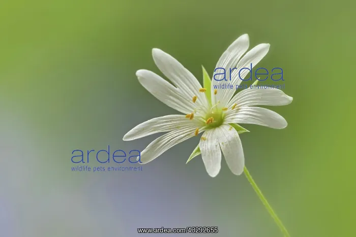 : Greater Stitchwort flower - May : Greater Stitchwort flower - May