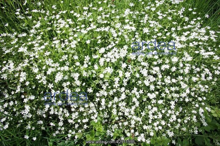 : Greater Stitchwort - flowering on ditch enbankment : Greater Stitchwort - flowering on ditch enbankment