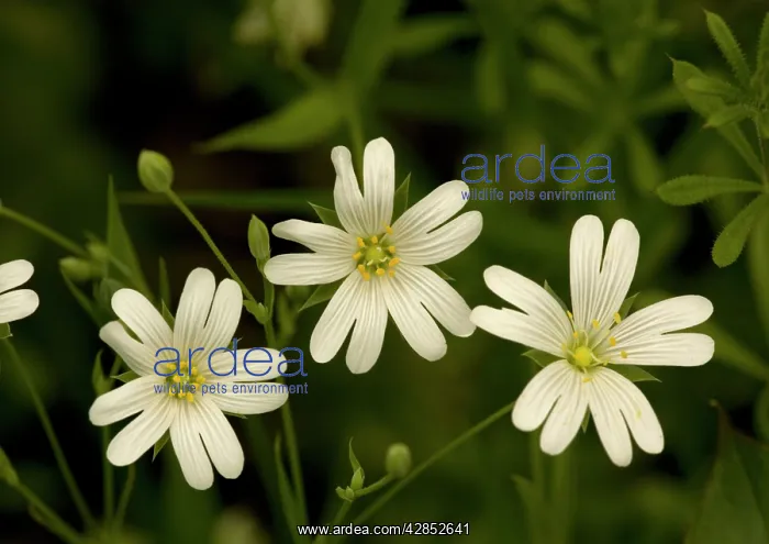 : Greater stitchwort. Spring flower : Greater stitchwort. Spring flower
