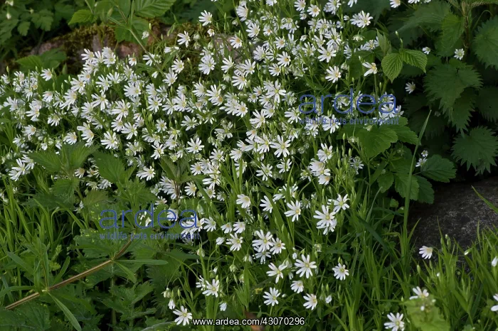 : Greater Stitchwort (Stellaria holostea). Allindelille : Greater Stitchwort (Stellaria holostea). Allindelille