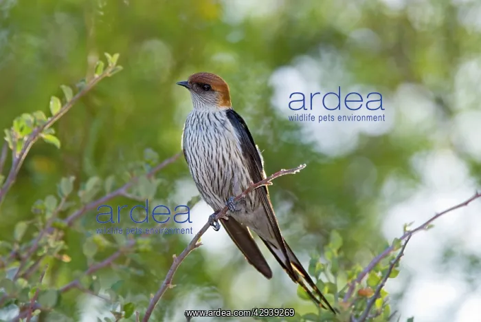 : Greater Striped Swallow - on perch : Greater Striped Swallow - on perch
