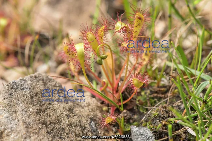 : Greater Sundew - growing in boggy area - Hoy : Greater Sundew - growing in boggy area - Hoy