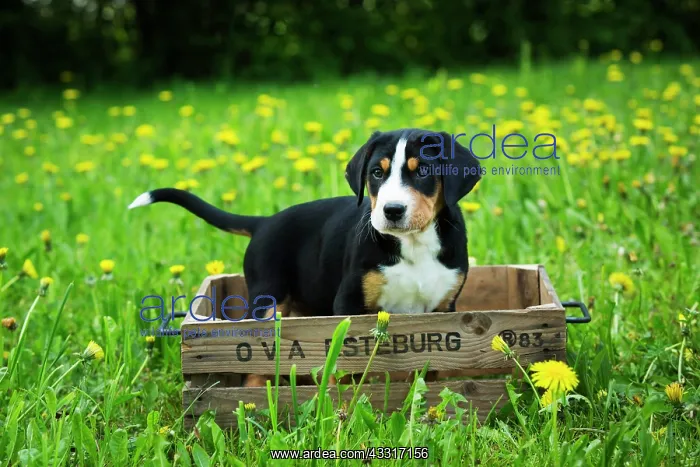 : Greater Swiss Mountain Dog, puppy in a wooden box : Greater Swiss Mountain Dog, puppy in a wooden box