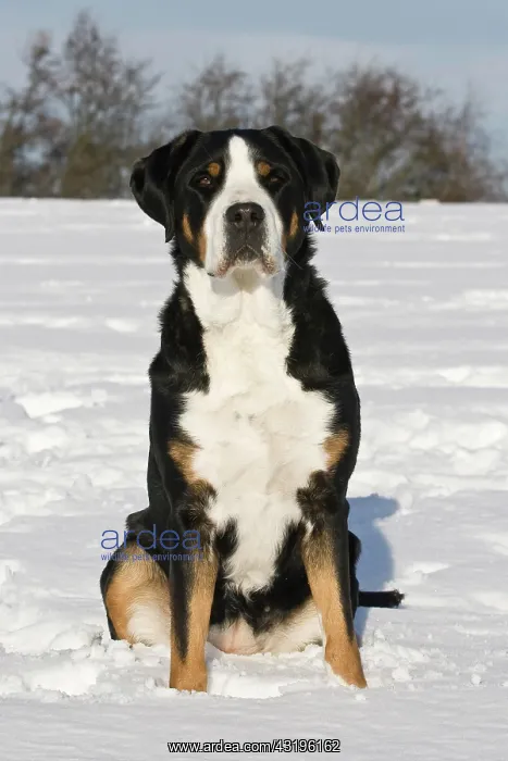 : Greater Swiss Mountain Dog sitting in snow Grosser : Greater Swiss Mountain Dog sitting in snow Grosser