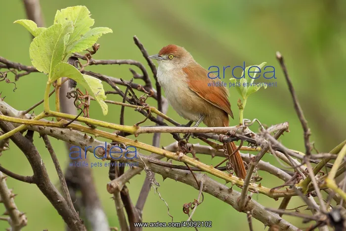 : Greater Thornbird : Greater Thornbird