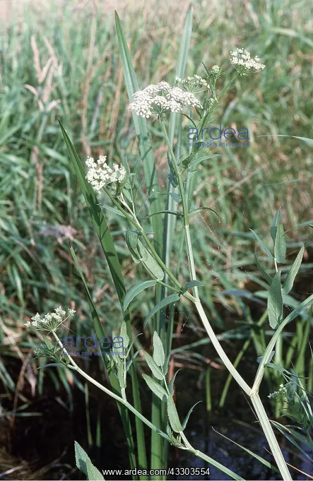 : GREATER WATER PARSNIP - in ditch : GREATER WATER PARSNIP - in ditch