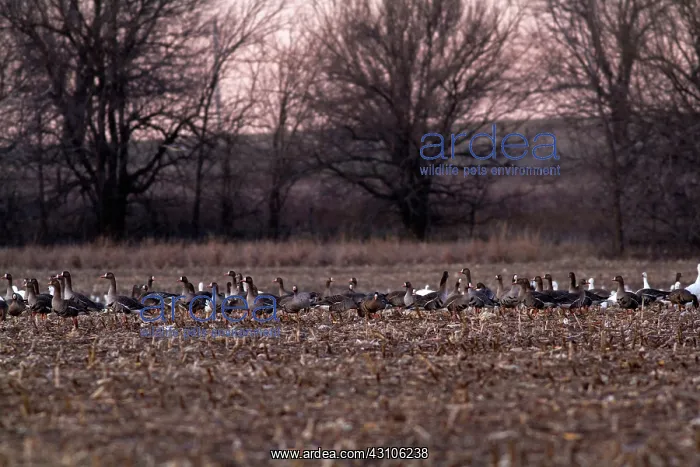 : Greater White-fronted Geese : Greater White-fronted Geese