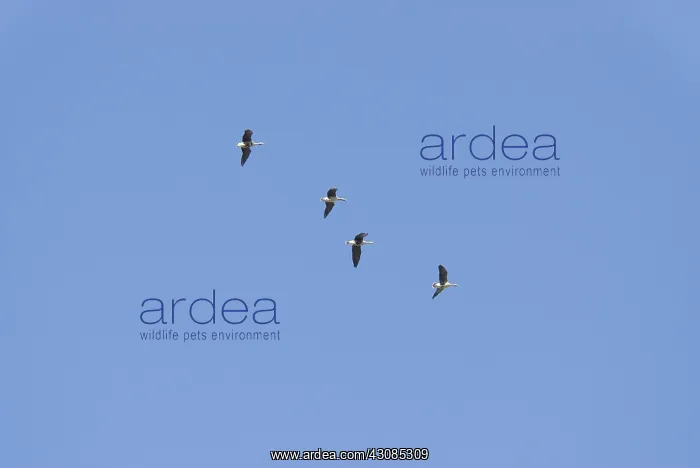 : Greater white-fronted geese in flight : Greater white-fronted geese in flight