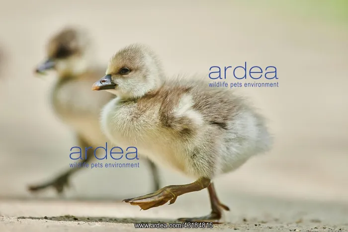 : Greater white-fronted goose (Anser albifrons) chicks : Greater white-fronted goose (Anser albifrons) chicks