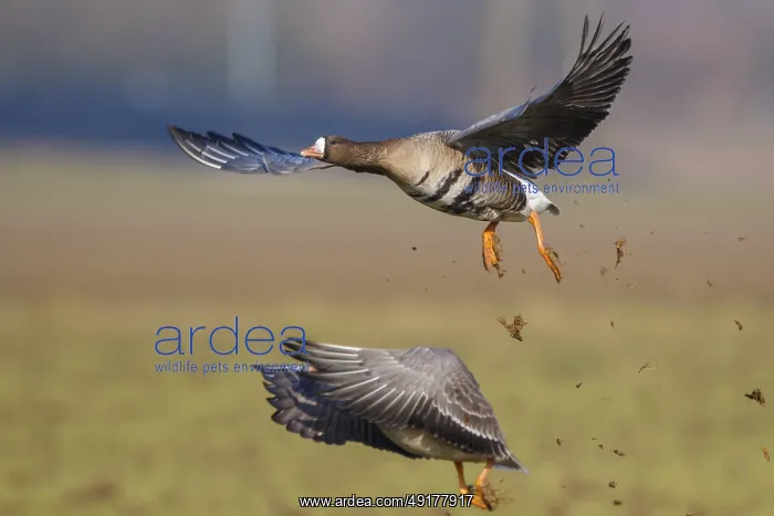 : Greater White-fronted Goose (Anser albifrons) flying : Greater White-fronted Goose (Anser albifrons) flying