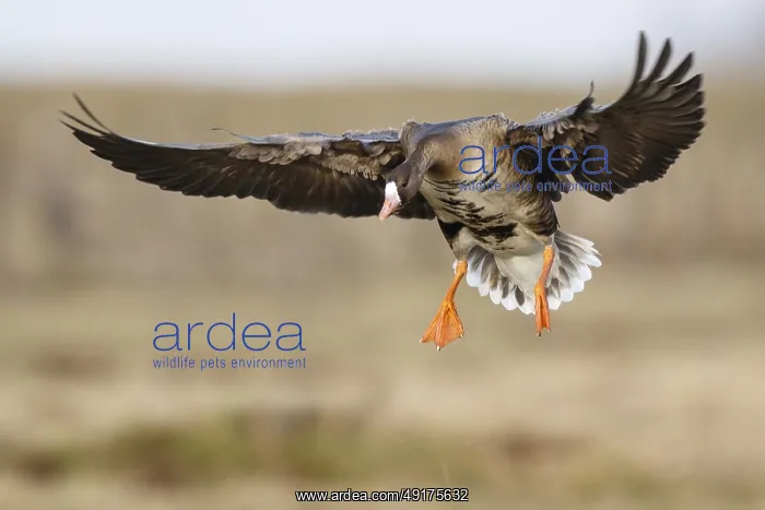 : Greater White-fronted Goose (Anser albifrons) landing : Greater White-fronted Goose (Anser albifrons) landing
