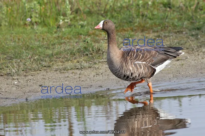: Greater White-fronted Goose - in water : Greater White-fronted Goose - in water