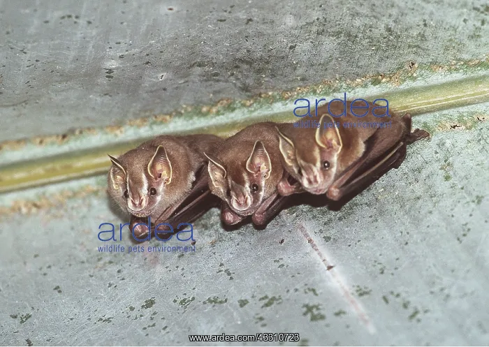 : Greater White-lined Bat - x three roosting : Greater White-lined Bat - x three roosting