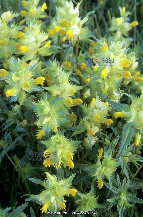 : Greater Yellow Rattle : Greater Yellow Rattle