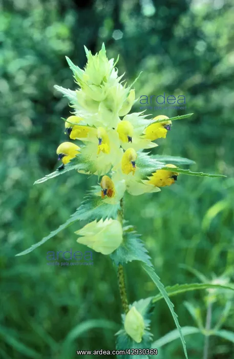 : Greater Yellow Rattle : Greater Yellow Rattle