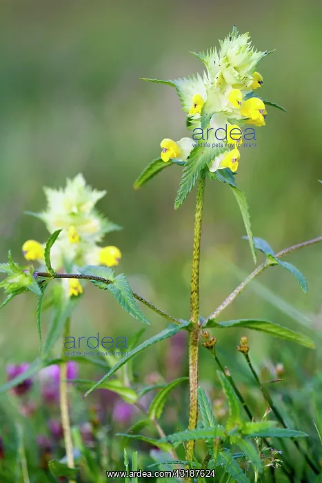 : Greater yellow rattle : Greater yellow rattle