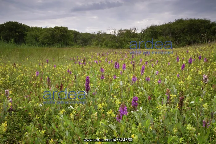 : Greater yellow rattle : Greater yellow rattle