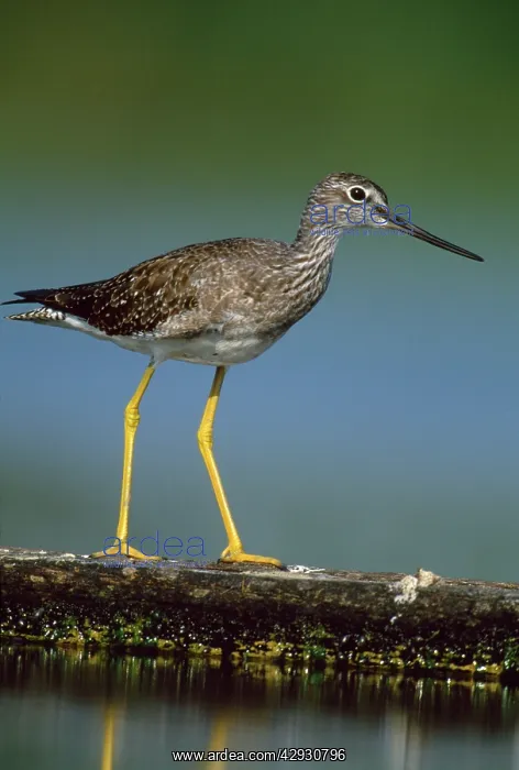 : Greater Yellowlegs : Greater Yellowlegs