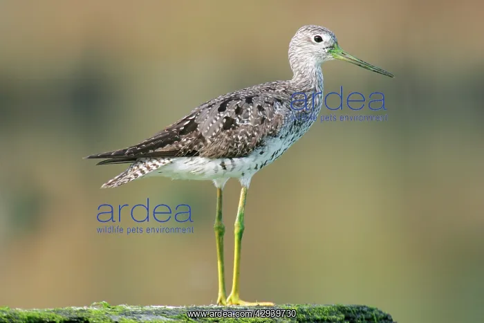 : Greater Yellowlegs : Greater Yellowlegs
