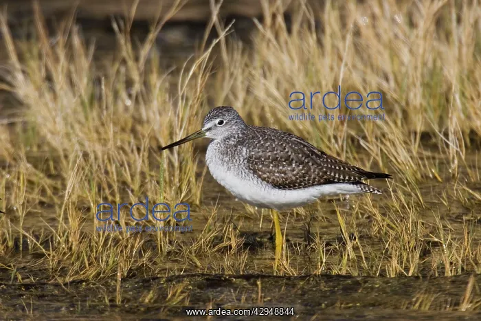 : Greater Yellowlegs : Greater Yellowlegs