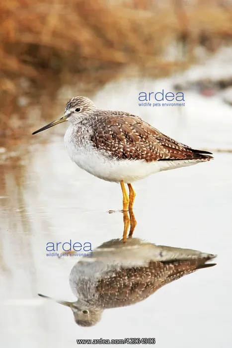 : Greater Yellowlegs : Greater Yellowlegs