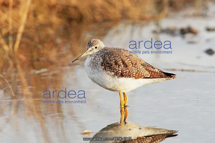 : Greater Yellowlegs : Greater Yellowlegs