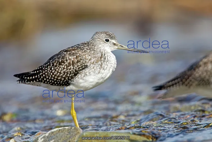 : Greater Yellowlegs : Greater Yellowlegs