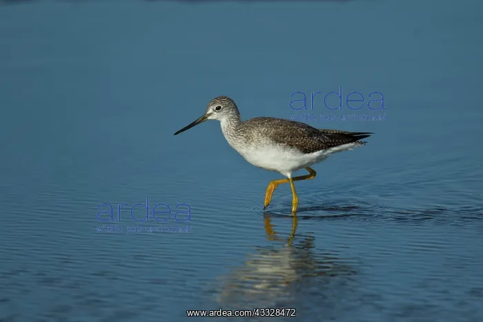 : Greater Yellowlegs : Greater Yellowlegs