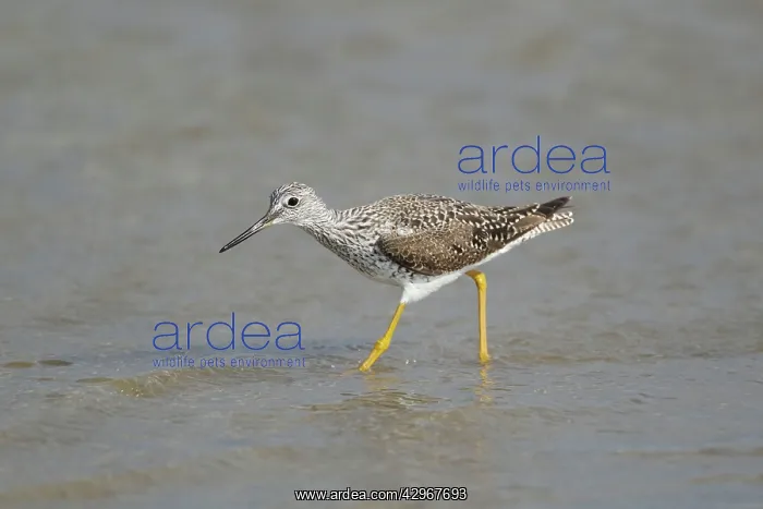 : Greater Yellowlegs - feeding in shallows : Greater Yellowlegs - feeding in shallows