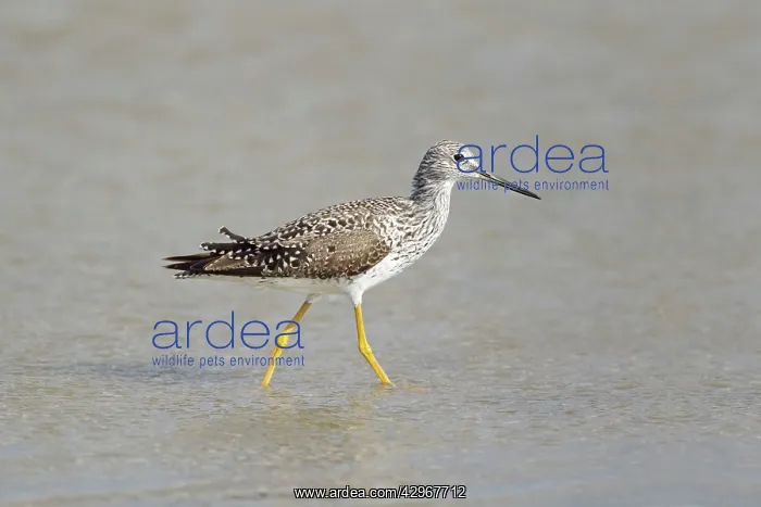: Greater Yellowlegs - feeding in shallows : Greater Yellowlegs - feeding in shallows