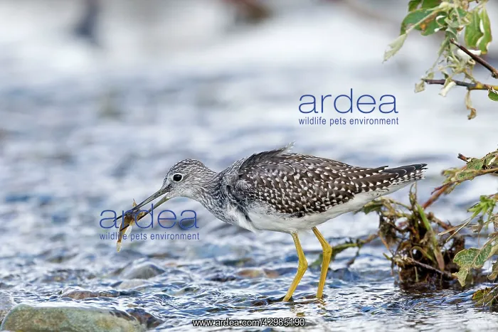 : Greater Yellowlegs - with fish in beak : Greater Yellowlegs - with fish in beak