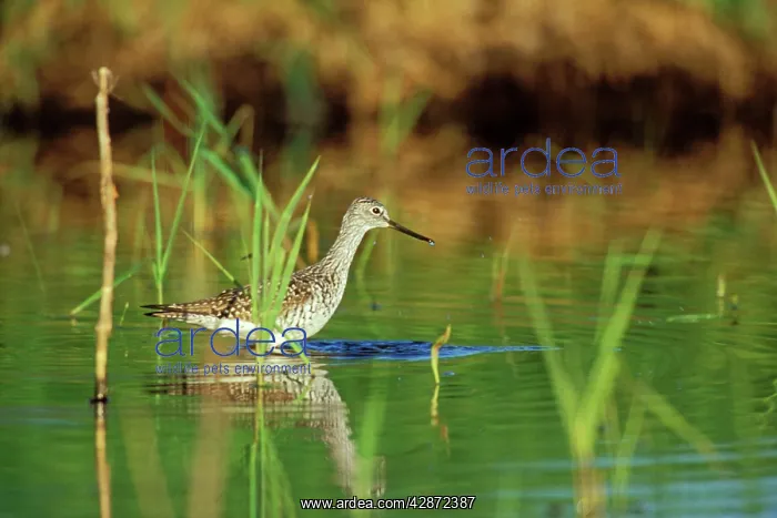  : Greater Yellowlegs  /  Sandpiper - using small, shallow