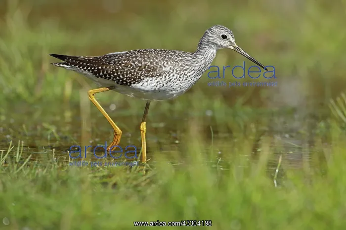 : Greater Yellowlegs, Tringa melanoleuca, Maryland : Greater Yellowlegs, Tringa melanoleuca, Maryland