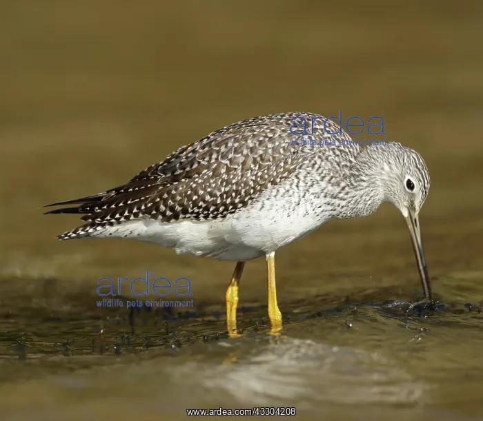 : Greater Yellowlegs, Tringa melanoleuca, Maryland : Greater Yellowlegs, Tringa melanoleuca, Maryland