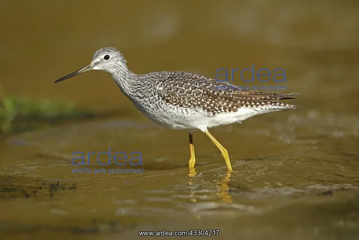: Greater Yellowlegs, Tringa melanoleuca, Maryland : Greater Yellowlegs, Tringa melanoleuca, Maryland