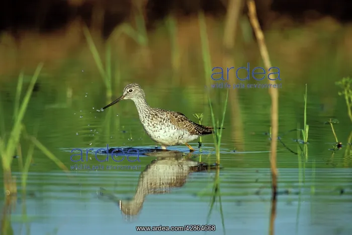 : Greater Yellowlegs - using small, shallow pond : Greater Yellowlegs - using small, shallow pond