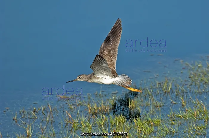 : Greater Yellowlegs over water : Greater Yellowlegs over water