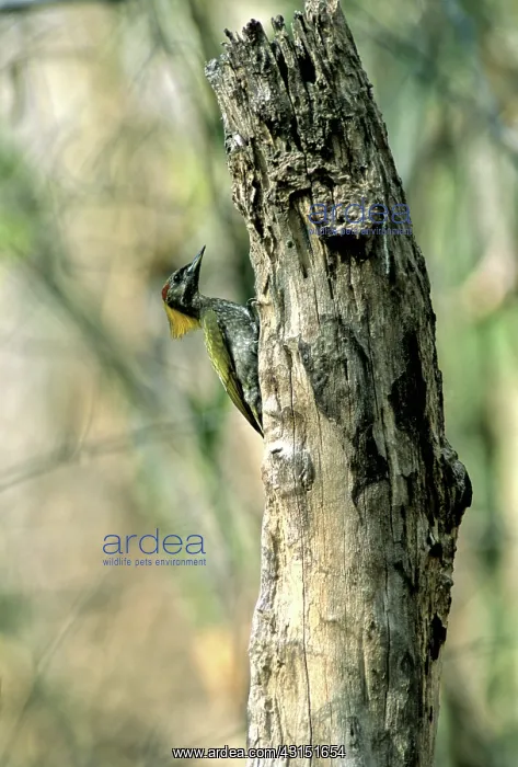 : Greater Yellownape (Picus flavinucha) : Greater Yellownape (Picus flavinucha)